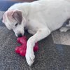 SPOT by Ethical Products - Play Strong - Trident Bone - Dog Toy for Aggressive Chewers Interactive Durable Dog Toy Red 6-Inch