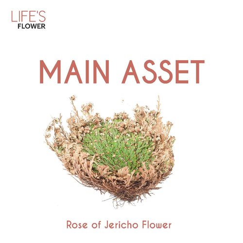 YBERA PARIS Life’s Flower Membrane | Hair Heat Protectant | Self-Renewing Hydration Therapy | Restores the Structure of the Strand | Balance pH | Protects Against Color Oxidation | 5 Oz.