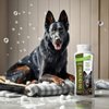 Spa Synergy Pet Dog Shampoo Mud and Natural Dead Sea Mineral Rich, Aloe Vera & Vitamin-E, Anti-itching, Soften & Shiny Coat, Moisturizing - Olive Oil - (1) Bottle 16.5 FL OZ