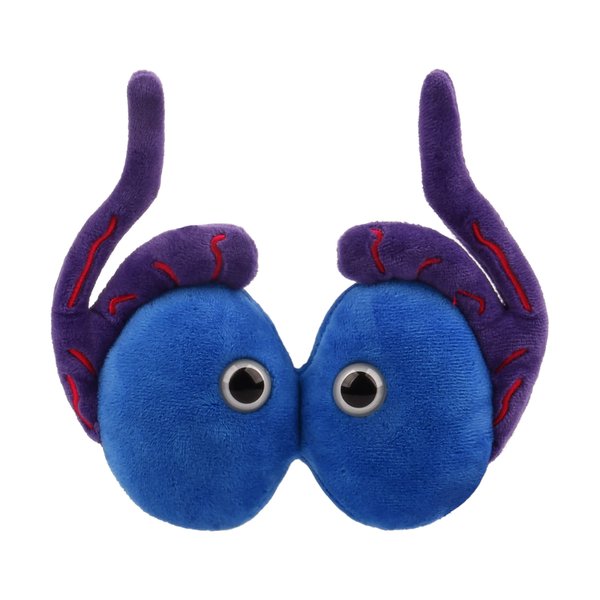 GIANTmicrobes Testicles Plush Toy - Anatomical Educational Toy, Get Well Gift for Students, Friends, Health Teachers, Nurses, Educators, Urologists, Other Health Professionals