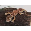 Hansa Toys USA Gecko Finger Puppet, Tan, 25"
