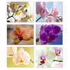 Small World Greetings Orchid Flower Note Cards 12 Count - Blank Inside with White Envelopes - A2 Size 5.5" x 4.25" - Floral Stationery - All Occasion Birthday, Thank You, and More