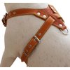 Genuine Leather Dog Harness, Medium. 25.5"-29" Chest size, 1" Wide, Amstaff, Pitbull
