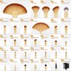Makeup Brushes, VANDER 32PCs Professional makeup brush set, Premium Synthetic Fiber Make up Brushes for Foundation Powder Concealers Eyeshadow Eyeliner,Champagne