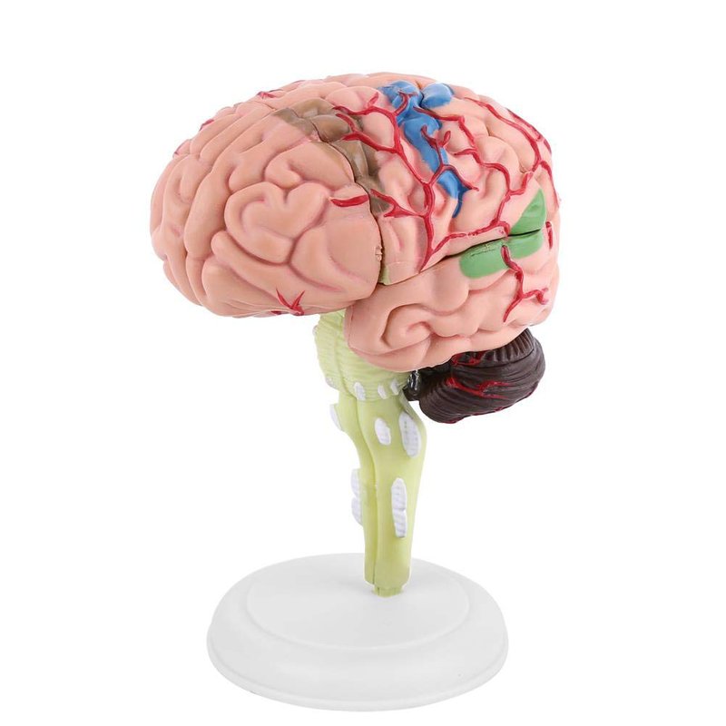 Anatomical Human Brain Model Brain Anatomy Model Disassembled ...