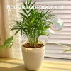 KiKiHeim 3Pcs Automatic Plant Waterer Globes, Rainbow Glass Self Watering Planter Insert Spikes, Hand Blown Water Bulbs for Indoor Outdoor Pots