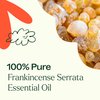 Plant Therapy Frankincense Serrata Essential Oils 100% Pure, Undiluted, Natural Aromatherapy, Frankincense Oil for Diffuser, Skin, Massage, & Joint Health, Therapeutic Grade 10 mL (1/3 oz)