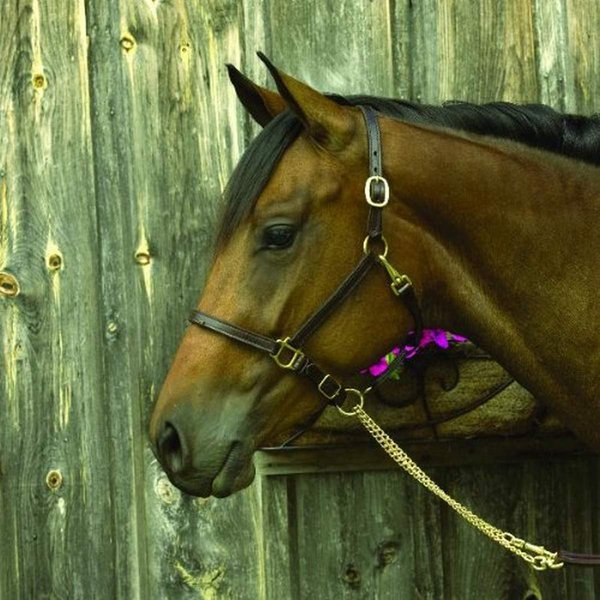 Perri's 3/4-Inch Premium Leather Show Halter, Havana, Yearling