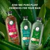 Herbal Essences Eucalyptus Sulfate Free Shampoo, Scalp Balance, 13.5 Fl Oz, with Certified Camellia Oil and Aloe Vera, For All Hair Types, Especially Dry Scalp