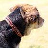 Medium Genuine Leather Jeweled Rhinestone Esprit Dog Collar