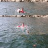 Water Balls Bounce On Water - Pool Ball & Beach Toys for Kids & Adults. Extreme Skipping Fun Games Everyone Will Love. Skip While Swimming & Keep Toddlers / Older Kids Having a Blast (Orange, 2 Pack)…