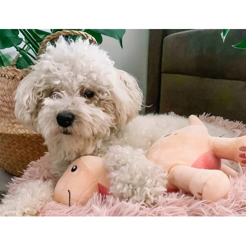 Fuzzyard Dinosaur Squeak Dog Toy (Brienne The Brontosaurus)