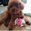 NewMe Cute Cows Dog Toy Squeak Dog Toys for Puppy Small Medium Durable Stuffed Dog Toys for Aggressive Chewers Interactive Boredom