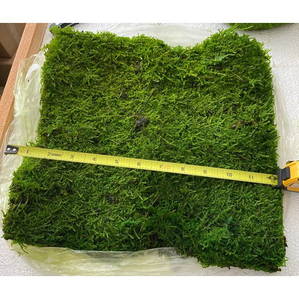 Prefleur Preserved Sheet Moss Natural Green Decorative Real Natural Green DIY Kit Gardenning Art Wall Decor Florist Decor Easter Table Decor Wedding(2 sq.ft.) (Green-B)