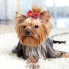 Reginary 300 Pack Dog Bows Grooming Cute Dog Hair Bows Girl with Rubber Bands Small Puppy Bowknots Colorful Hair Accessories for Dogs Puppies Pets Gift