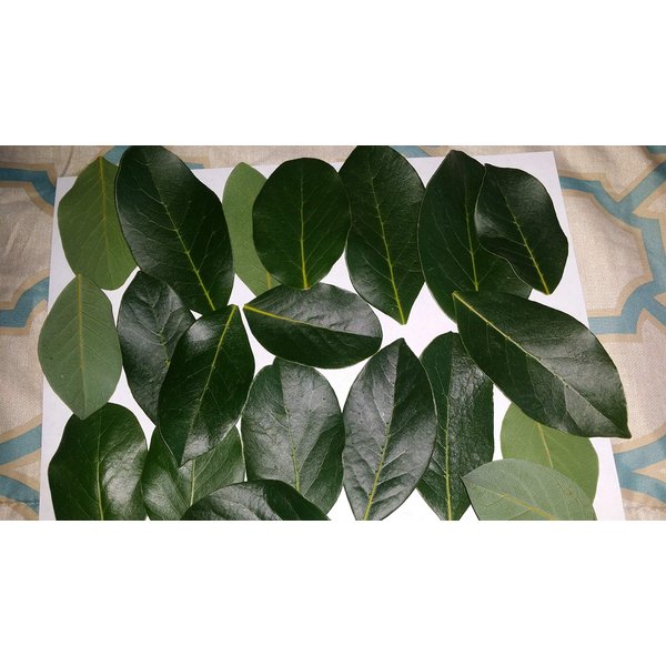 Fresh Bay Leaves Hoja Laurel 2 oz. Culinary Herbs
