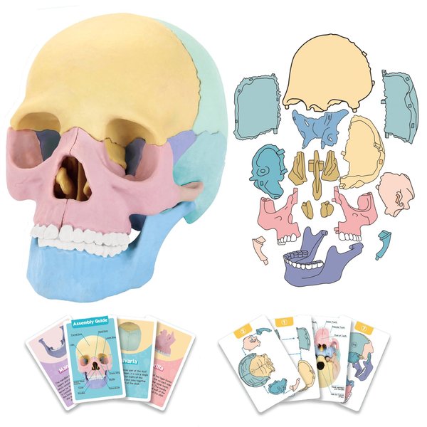 2024 New Human Anatomy Skull Model,17 Part Puzzle of Skull and 10 Knowledge Flash Cards, Detachable Palm Sized Mini Human Medical Skull Model, Medical Clinic Teaching Equipment, STEM Toy Gift for Kids