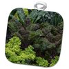 8x8 Potholder - USA, Alaska. Kale in Organic Vegetable Garden. Food
