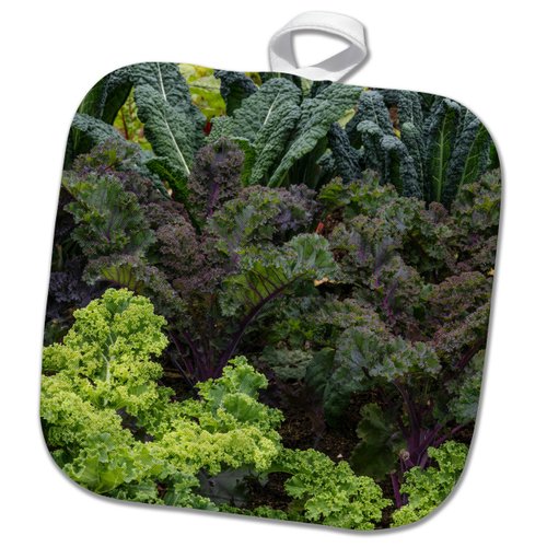 8x8 Potholder - USA, Alaska. Kale in Organic Vegetable Garden. Food