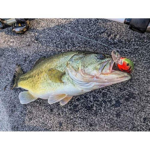 BANDIT LURES Crankbait Series 100 200 & 300 Bass Fishing Lures, River Bream, Series 200 (Dives to 8') (BDT2D37)