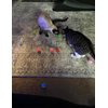 HEUHAI Cat Toys - 15 Diverse Cat-Themed Toys for Engaging and Stimulating Your Feline's Playful Instincts with Interactive and Self-Play Options