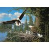 Cobble Hill 1000 Piece Puzzle - Nesting Eagles - Sample Poster Included