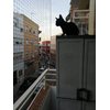 YOKMO Cat Balcony Rail Net Cat Anti-Fall Netting Pet Balcony Mesh Fence Net Dog Fence Nets Black Nylon Pets Anti-Fall Mesh Fence, 10 x 20ft
