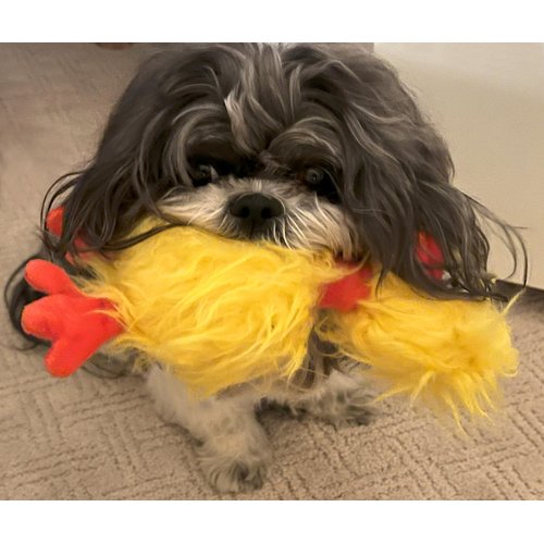 Glory To Dog Phyllis The Crazy Chicken Plush and Squeak Small and Medium Breed Dog Toy
