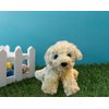 Jolitee Super Soft Plush Labrador Puppy Toy - 8" Cream Labradoodle Inspired, Cuddly Gift for All Ages, Ideal for Kids, Adults & Grandparents (Goldendoodle)