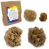 Naroa Artist Natural Sea Sponges for Painting | Unique Sponges Set Unbleached | Great for Artists & Children | Acrylic, Watercolor, Marbling, Texturing, Pottery, Ceramics (Artist - 4 Pack)