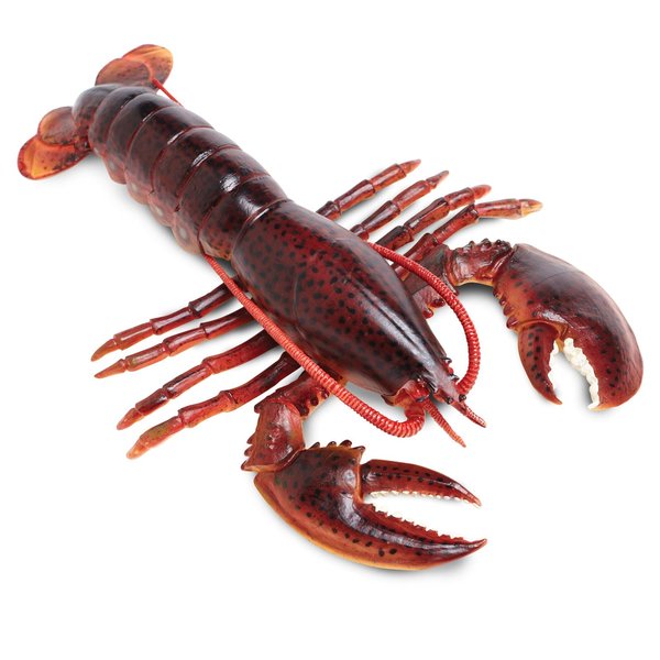 Safari Ltd. Maine Lobster Figurine - Realistic 8" Crustacean Figure - Educational Toy for Boys, Girls, and Kids Ages 3+