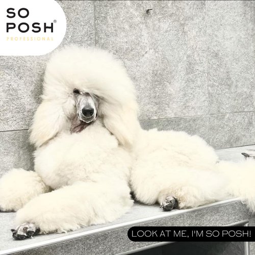 So Posh I’m So Puffy Dog Shampoo - with Keratin & Vitamins, Perfect for Poodles & Bichons, Extreme Volume for Show Days, Sulfate & Paraben Free, 1:8 Concentrate. 8.4 Oz