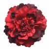 Boho Peony Flower Brooch Fashion Women's Hair Clip, Bohemia Peony Flower Hair Clip, Flamenco Dancer Flower Brooch, Party Women's Flower Hair Clip, Hair Accessories, Wedding Set (Wine red)
