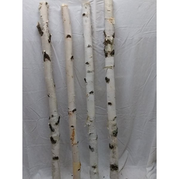 Four Medium White Birch Poles 4 ft