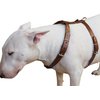 Genuine Tooled Leather Dog Harness Medium. 22"-30" Chest, 3/4" Wide Straps, Boston Terrier