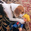 FUZZU Political Parody Donald Special Edition Dog Toy (12")