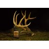 Elusive Wildlife Buck Oil - Liquid Deer Attractant
