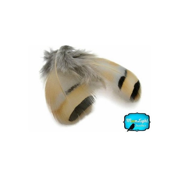 Partridge Feathes, Natural Feathers ; Chukar Partridge Hen Feather - 0.10 Ounce Pack