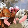 Gejoy 2 Pieces Chicken Toys Include Chicken Doll Arms and Chicken Helmet Pet Safety Helmet for Chickens Hens Cocks