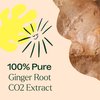 Plant Therapy Ginger Root CO2 Essential Oil 100% Pure, Undiluted, Natural Aromatherapy, Ginger Oil for Diffuser, Skin & Massage and Hair, Therapeutic Grade 10 mL (1/3 oz)