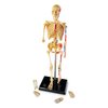 Learning Resources Skeleton Model, Miniature Model, Easy to Manipulate, 41-Piece Model, Ages 8+ Multi-color, 9.2 inches tall