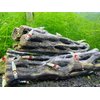 Natural Cholla Wood for Aquarium Decoration Shrimp and Fish Tank (6 Inch (5 Pack))