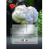 mushstack - Mushroom Identification Playing Cards - Educational Poker Size Deck - Mycological Learning Cards