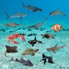 Sea Animal Figures Model Shark Whale Fish Turtle Crab Statues Home Decor Educational Laerning Desktop Decoration Toys Birthday Gifts(14 PCS)
