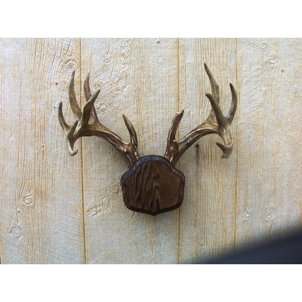 Taxidermists Woodshop The Dark Oak The Deer Stand Antler Mounting Kit