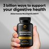 Akkermansia Muciniphila Probiotic Supplement 3 Billion CFU 240 Tablets Probiotics for Men & Women Supports Digestive & Gut Health (240, Akkermansia Muciniphila)
