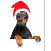 2Pcs Mini Dog Santa Hat for Dog Christmas Hat, Christmas Party Dressup(Red)