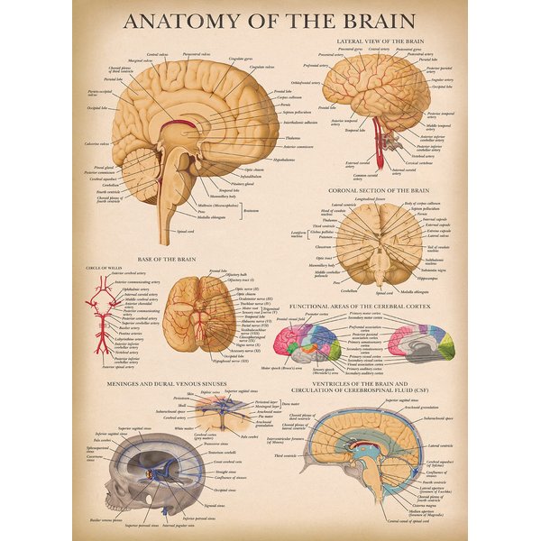 Palace Learning Vintage Brain Anatomy Poster - Laminated - Anatomical Chart of the Human Brain - 18" x 24"