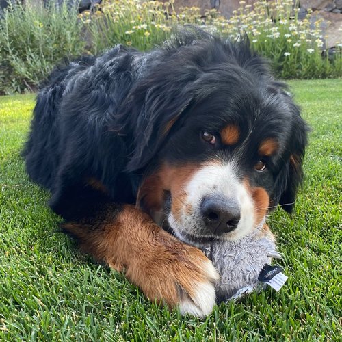 Spunky pup Hippo with Ball Squeaker Dog Toy | Cuddle Crinkle Crunching Sound and Squeaky Dog Toys | Nylon Reinforced Plush Toy | Toss Fetch and Play | Furry Friends Collection | For All Size Breeds