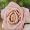 Fangsen Wedding Pink Rose Flower Hair Comb Spring Wedding Bridal Hair Accessory for Women and Girls Silver